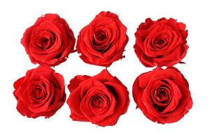 Large: Bright Red Rosas Preservadas * 6 Cabezas de Rosas