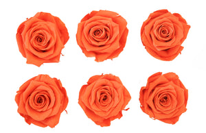 Large: Bright  Orange Rosas Preservadas * 6 Cabezas de rosas