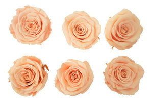 Large: Peach  Rosas Preservadas * 6 Cabezas de rosas