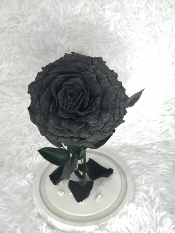 URNA DE CRISTAL XL CON UNA HERMOSA ROSA PRESERVADA BLACK NIGHT PEARL