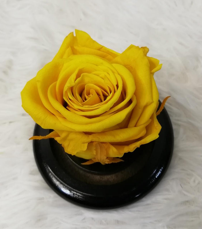 URNA DE CRISTAL XS CON UNA HERMOSA MINI ROSA SUN YELLOW PRESERVADA