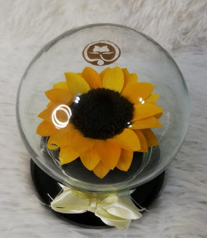 URNA DE CRISTAL BURBUJA CON UN HERMOSO GIRASOL PRESERVADO M