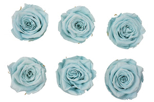 Medium: Baby Blue  Rosas Preservada * 6 cabezas de rosas