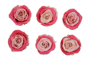 Medium: Bicolor Pink  Rosas Preservada * 6 cabezas de rosas