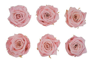 Medium: Blush Pink Rosas Preservadas * 6 Cabezas de rosas