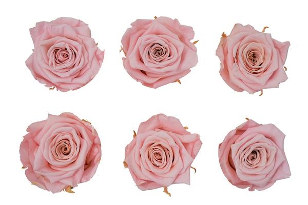 Large: Blush Pink Rosas Preservadas * 6 Cabezas de rosas