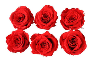 Medium: Bright Red Rosas Preservadas * 6 Cabezas de Rosas
