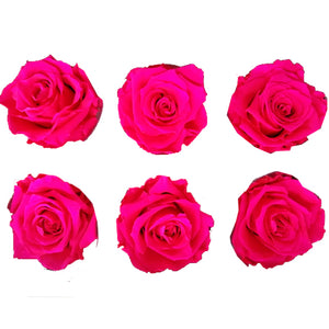Medium: Cerise Rosas Preservadas  * 6 Cabezas de rosas