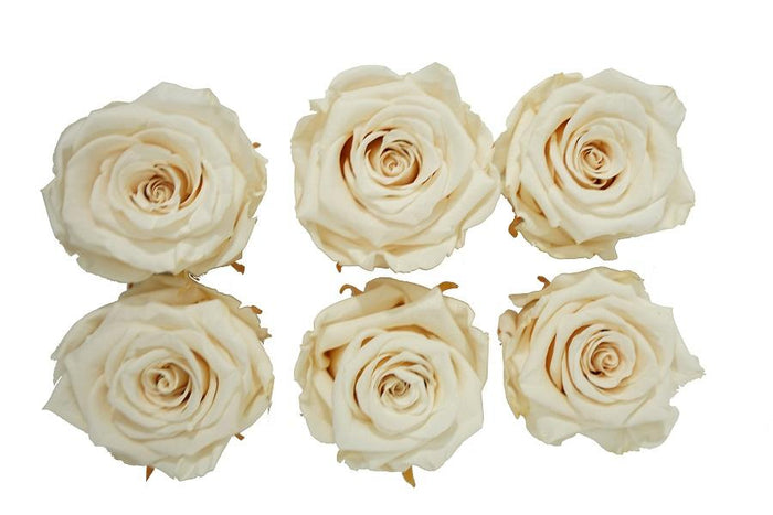 Large: Cream  Rosas Preservadas * 6 Cabezas de rosas