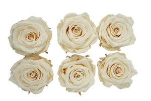 Medium: Cream  Rosas Preservadas * 6 Cabezas de rosas