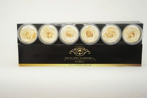 Medium: Cream  Rosas Preservadas * 6 Cabezas de rosas