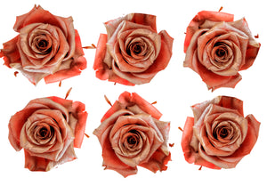 Medium: Coral Pearl Rosas Preservadas * 6 cabezas de rosas