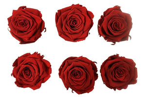 Medium: Dark Red Rosas Preservadas * 6 cabezas de rosas