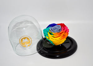 URNA DE CRISTAL SMALL CON UNA HERMOSA ROSA PRESERVADA RAINBOW 2