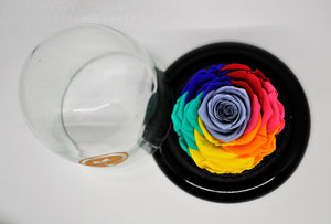 URNA DE CRISTAL SMALL CON UNA HERMOSA ROSA PRESERVADA RAINBOW 2