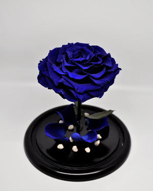 URNA DE CRISTAL L CON UNA HERMOSA ROSA PRESERVADA JUMBO AZUL ROYAL BLUE