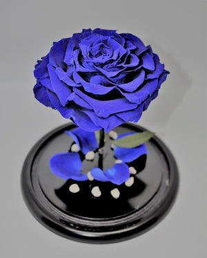 URNA DE CRISTAL L CON UNA HERMOSA ROSA PRESERVADA JUMBO AZUL ROYAL BLUE