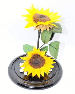 URNA DE CRISTAL XL CON DOS HERMOSOS GIRASOLES PRESERVADOS