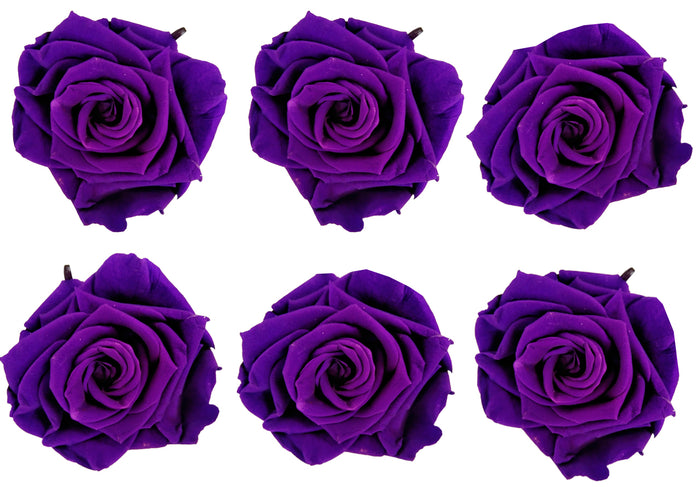 Large: Dark Purple Rosas Preservadas * 6 cabezas de rosas