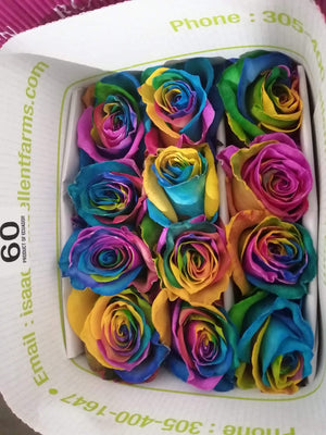 Rainbow Tinted Rose