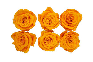Medium: Fire Orange Rosas Preservadas * 6 cabezas de rosas