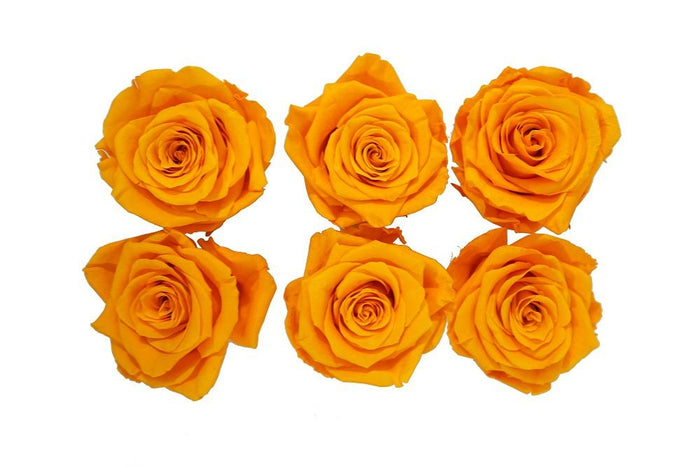 Large: Fire Orange Rosas Preservadas * 6 cabezas de rosas