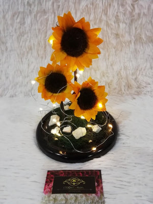 URNA DE CRISTAL XL CON 3 HERMOSOS GIRASOLES PRESERVADOS ACOMPAÑADO DE LUCES