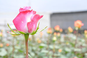 Ecuadorian farms fresh roses 