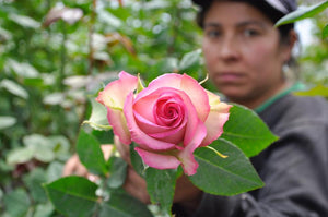 pink rose