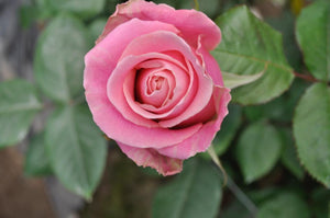 hermosa rose 