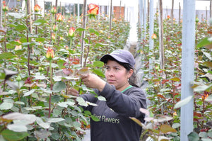 high magic Ecuadorian rose