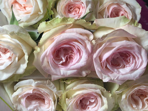 Ecuadorian roses