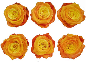 Medium: Bicolor Sunset  Rosas Preservada * 6 cabezas de rosas