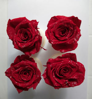 Medium: Christmas Collection 1 * 6 cabezas de rosas