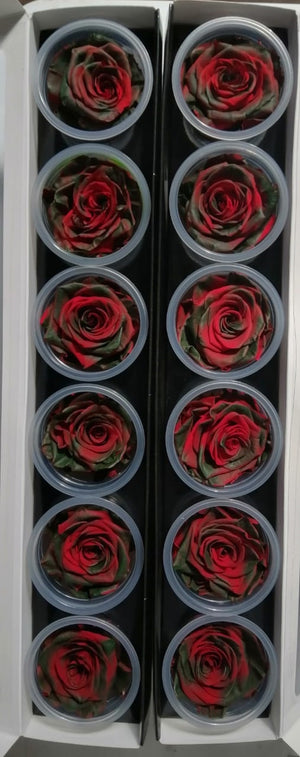Medium: Christmas Collection 4 * 6 cabezas de rosas
