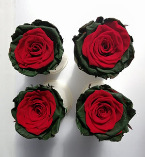Medium: Christmas Collection 3 * 6 cabezas de rosas