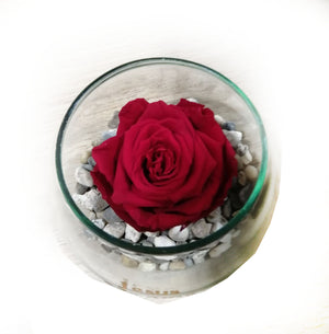 BASE DE CRISTAL CON UNA HERMOSA ROSA PRESERVADA .