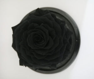 URNA DE CRISTAL PLANETARIA CON UNA ROSA PRESERVADA JUMBO NEGRA BLACK NIGHT