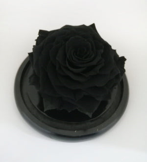 URNA DE CRISTAL PLANETARIA CON UNA ROSA PRESERVADA JUMBO NEGRA BLACK NIGHT