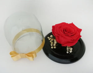 URNA DE CRISTAL SMALL CON HERMOSA ROSA PRESERVADA RED BRIGHT