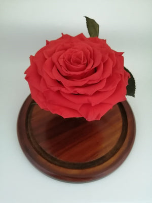 URNA DE CRISTAL L CON UNA HERMOSA ROSA PRESERVADA JUMBO RED CORAL