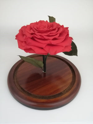 URNA DE CRISTAL L CON UNA HERMOSA ROSA PRESERVADA JUMBO RED CORAL