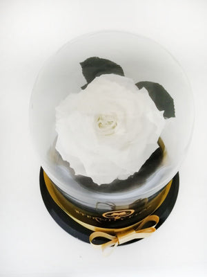 URNA DE CRISTAL L CON UNA HERMOSA ROSA PRESERVADA BLANCA PURE WHITE