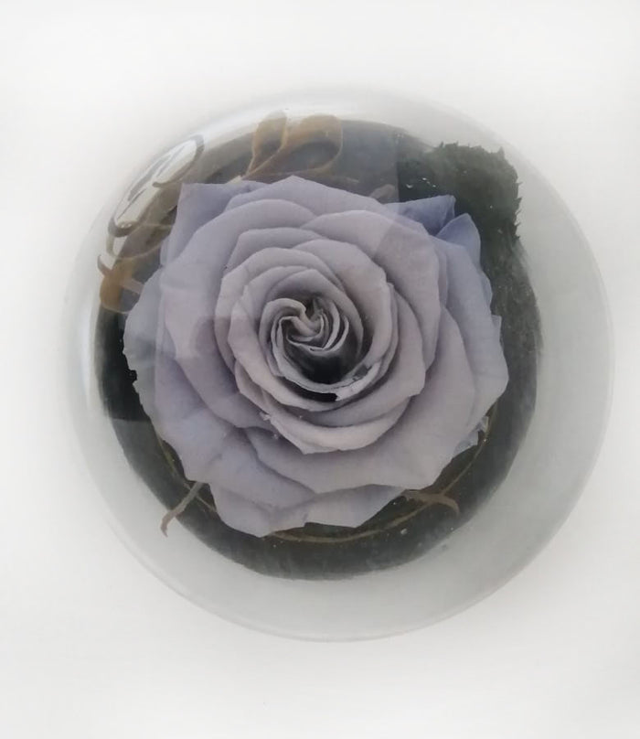 URNA DE CRISTAL BURBUJA CON UNA HERMOSA ROSA PRESERVADA LAVANDER