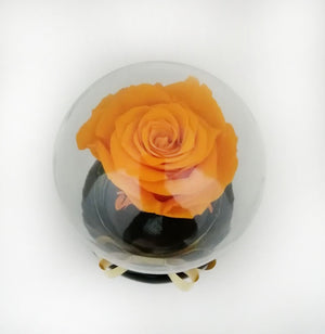 URNA DE CRISTAL BURBUJA CON UNA HERMOSA ROSA PRESERVADA FIRE ORANGE