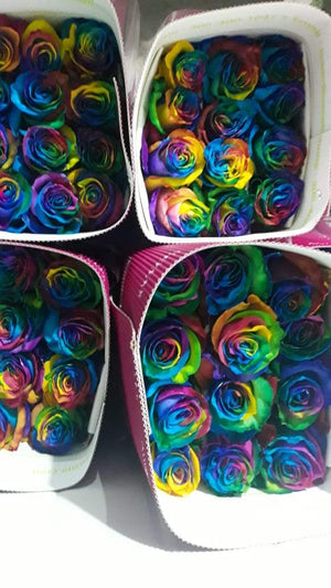 rainbow roses