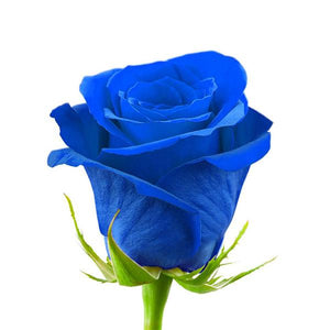 Blue Tinted Rose