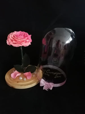 URNA DE CRISTAL XL CON UNA HERMOSA ROSA PRESERVADA JUMBO BICOLOR