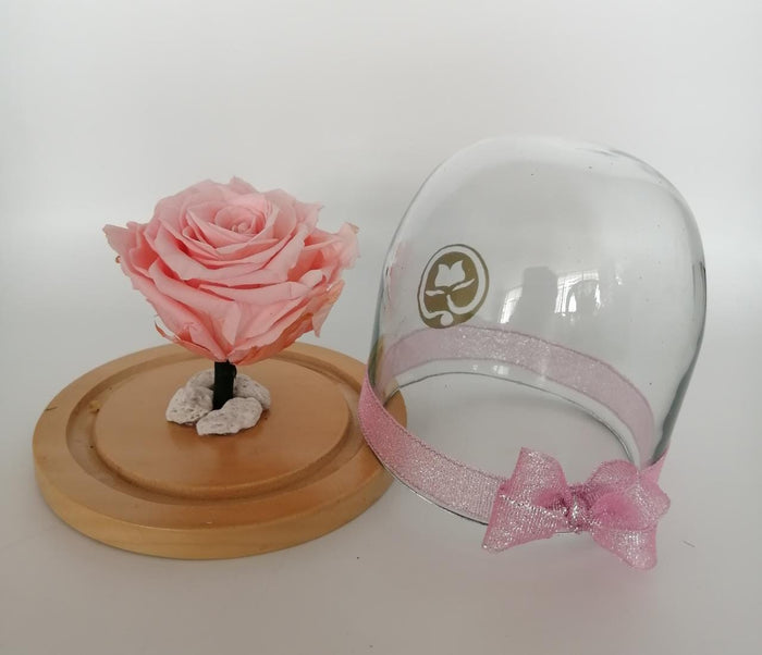 URNA DE CRISTAL SMALL EN BASE DE MADERA CON UNA ROSA PRESERVADA LIGHT PINK .