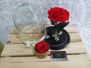 URNA DE CRISTAL XL CON UNA HERMOSA ROSA PRESERVADA JUMBO RED BRIGHT